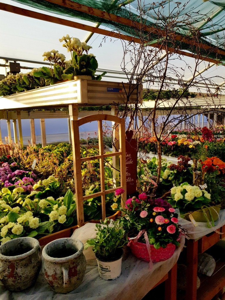 Pflanzen von Gärtnerei Bauer Gartenbau-Floristik