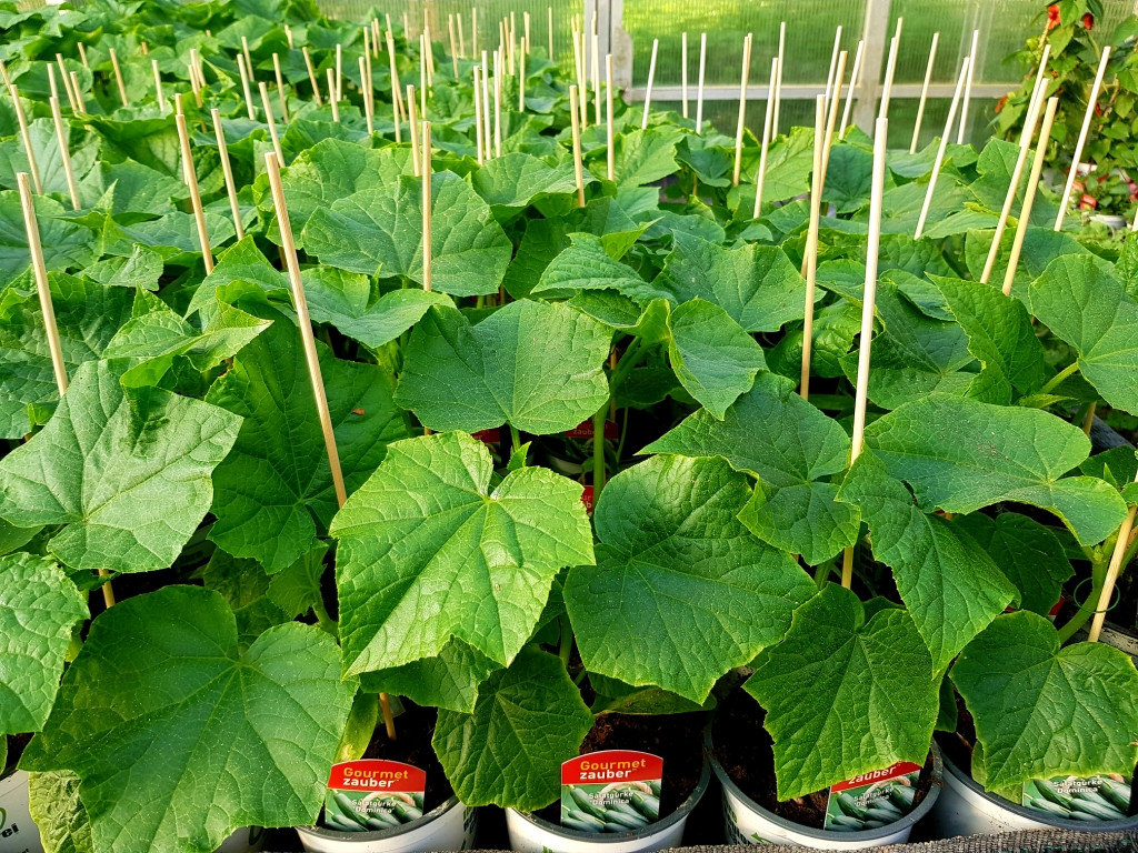 Pflanzen von Gärtnerei Bauer Gartenbau-Floristik